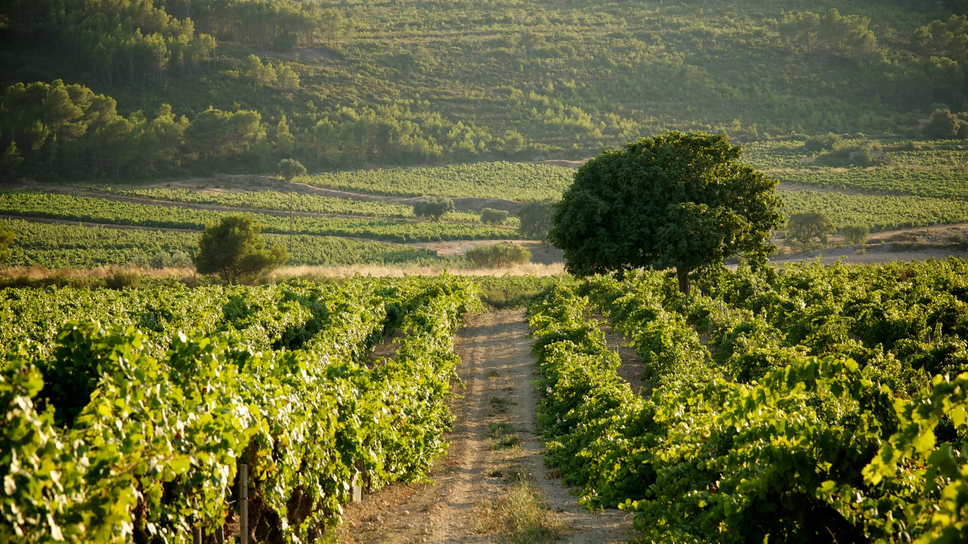 Domaine de la Bastide Blanche au coeur du vignoble de Bandol