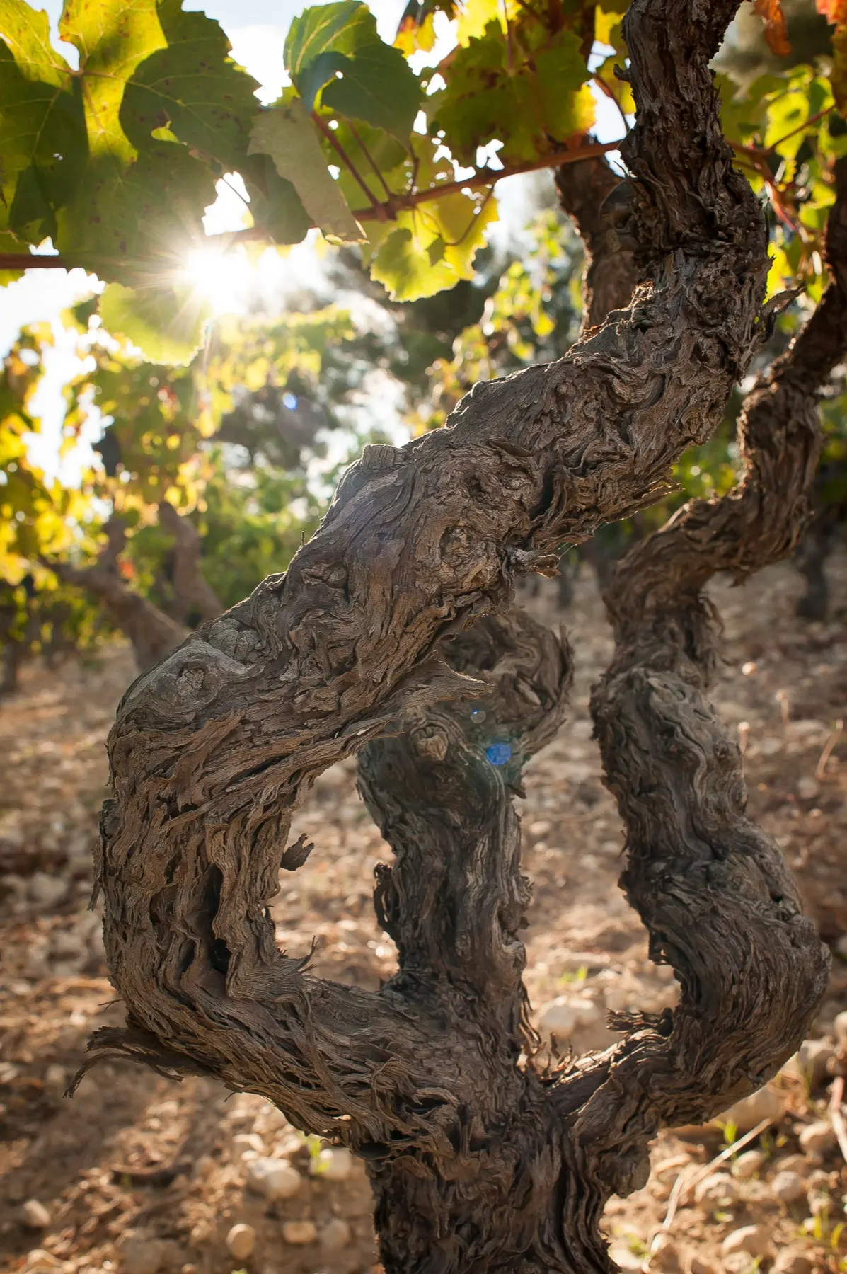 Vendanges manuelles à la Bastide Blanche · raisins de Mourvèdre avant vinification