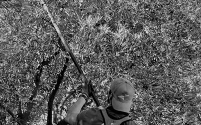 La saison des olives